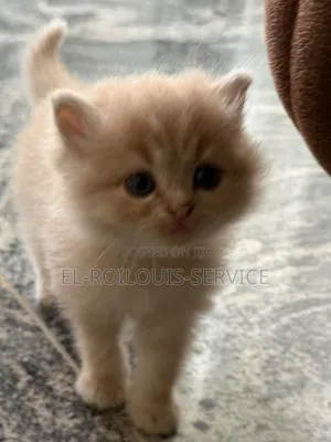 1-3 months Female Purebred Persian