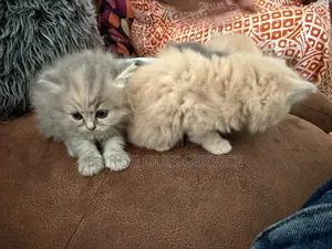 1-3 months Female Purebred Persian