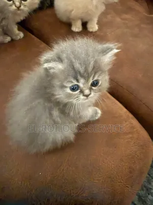 1-3 months Female Purebred Persian
