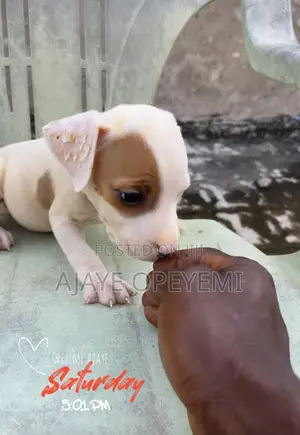 1-3 months Female Purebred American Pit Bull Terrier