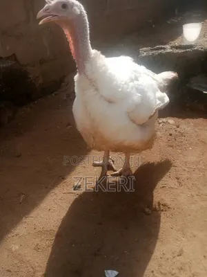 For Sale: 9- Months Old Broad Breasted White Turkeys