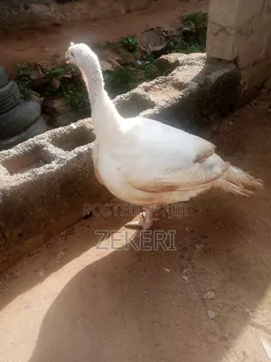 Mature Broad Breasted White Turkeys for Sale!
