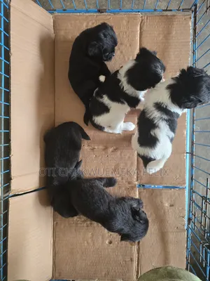 0-1 month Female Purebred Lhasa Apso