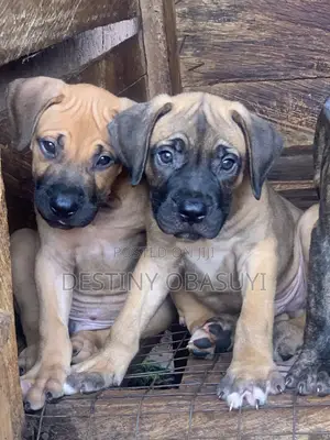 1-3 months Male Purebred Boerboel