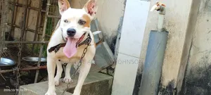 1+ year Female Purebred American Pit Bull Terrier
