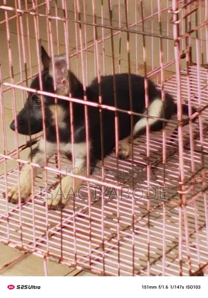 1-3 months Female Purebred German Shepherd