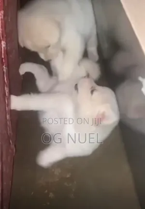 1-3 months Male Mixed Breed American Eskimo