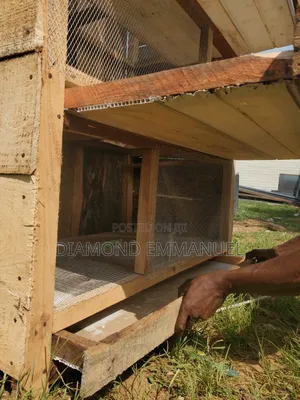 Chicken Cage