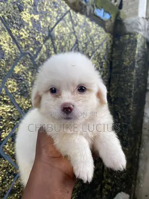0-1 month Female Purebred Lhasa Apso