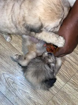 0-1 month Female Purebred Lhasa Apso