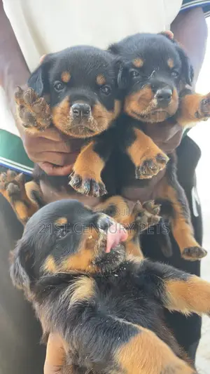 1-3 months Female Purebred Rottweiler