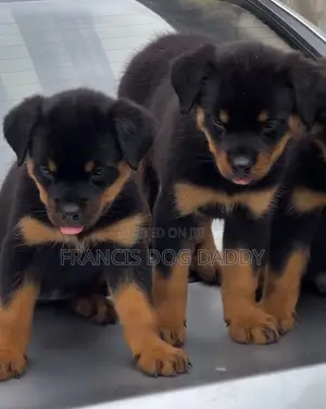 1-3 months Female Purebred Rottweiler