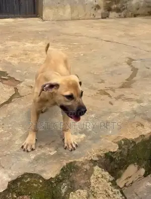 1-3 months Male Purebred Boerboel