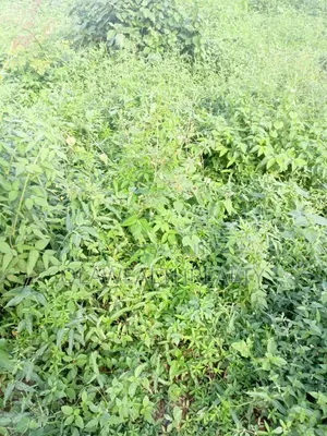 5.13Hectares Mixed-Use Land at Kagini