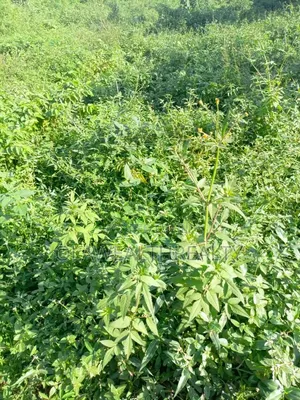 1,401sqm Residential Land at Guzape Main