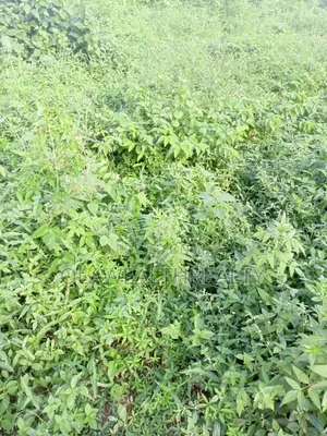 1,449sqm Residential Land at Asokoro Main