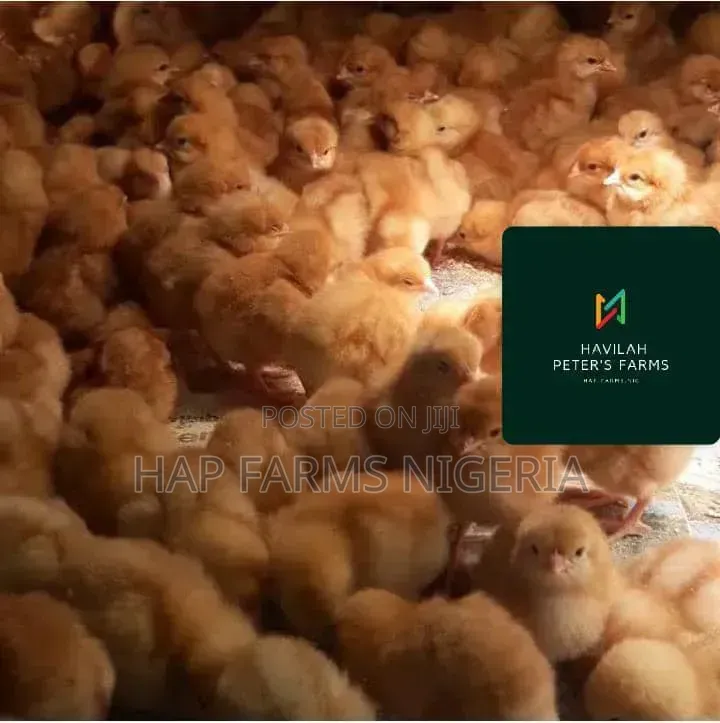 Turkey Poults and Layer Pullets