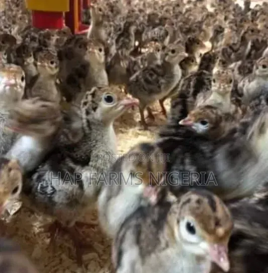 Turkey Poults and Layer Pullets