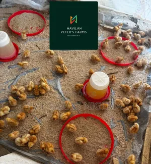 Turkey Poults and Layer Pullets