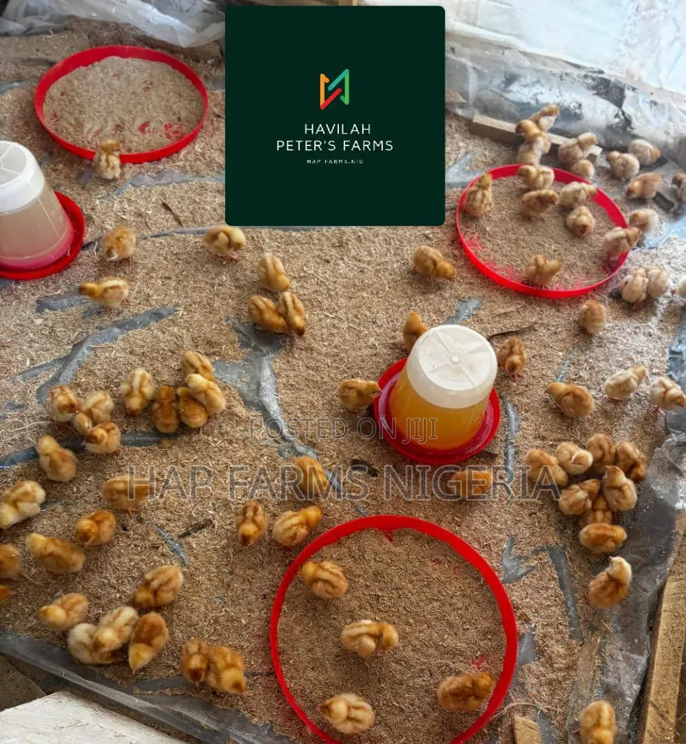 Turkey Poults and Layer Pullets