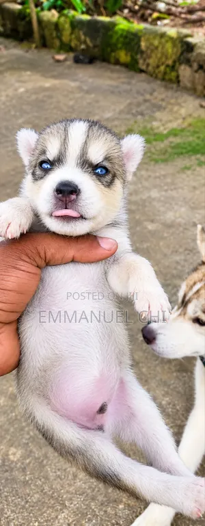 0-1 month Male Purebred Siberian Husky
