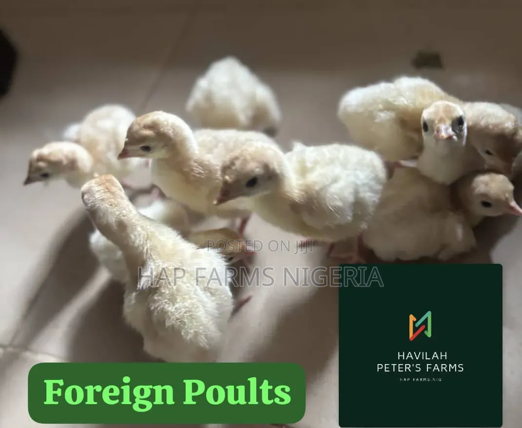 Turkey Poults and Layer Pullets