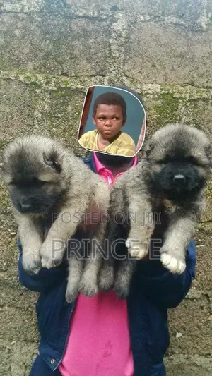 1-3 months Female Purebred Caucasian Shepherd