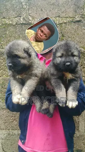 1-3 months Female Purebred Caucasian Shepherd