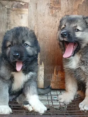 1-3 months Female Purebred Caucasian Shepherd