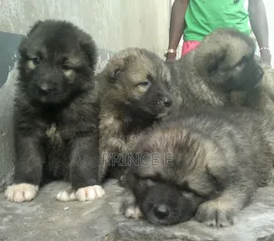 1-3 months Female Purebred Caucasian Shepherd