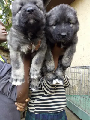 1-3 months Female Purebred Caucasian Shepherd