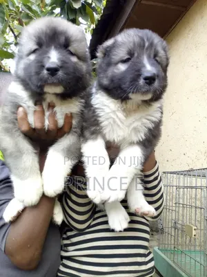1-3 months Female Purebred Caucasian Shepherd