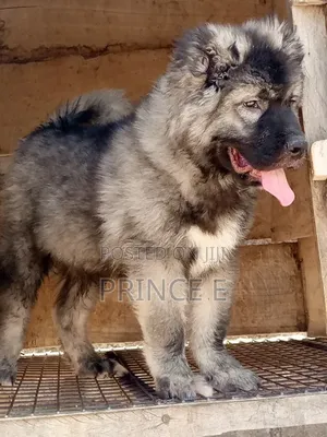 1-3 months Male Purebred Caucasian Shepherd