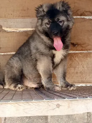 1-3 months Male Purebred Caucasian Shepherd
