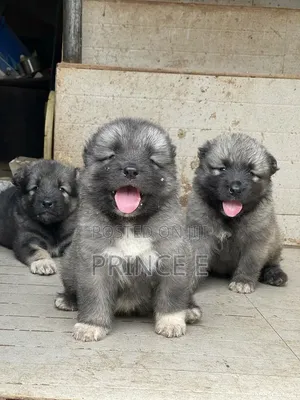 1-3 months Female Purebred Caucasian Shepherd