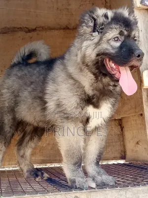 1-3 months Male Purebred Caucasian Shepherd