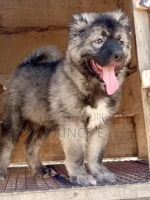 1-3 months Male Purebred Caucasian Shepherd