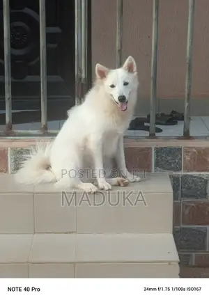 1+ year Male Purebred American Eskimo