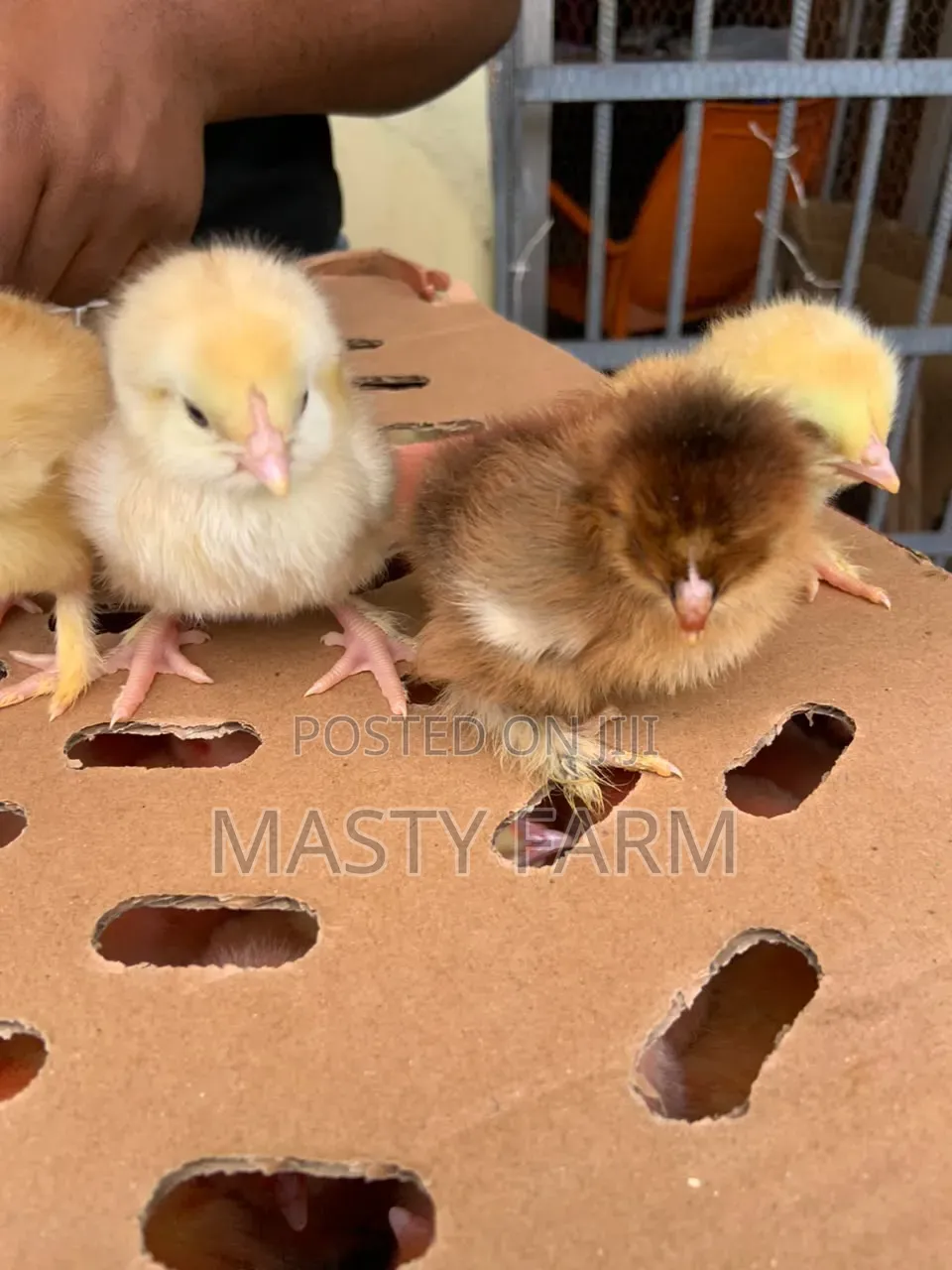 Brahma Chicken