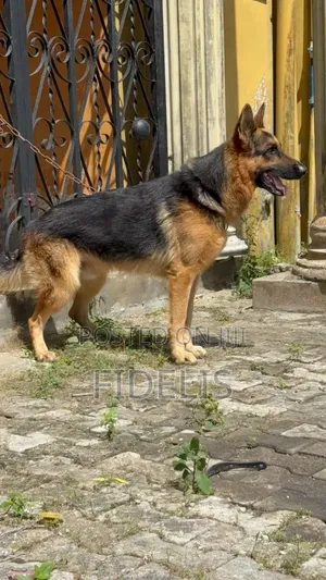 1+ year Male Purebred German Shepherd