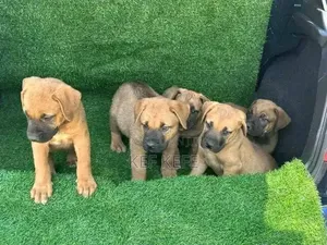 1-3 months Female Purebred Boerboel
