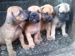 1-3 months Female Purebred Boerboel