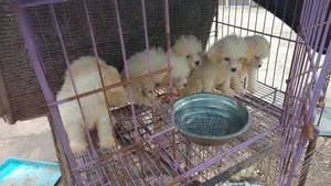 1-3 months Female Purebred Lhasa Apso