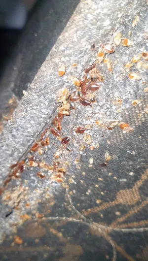 Bed Bug Fumigation Pest Control