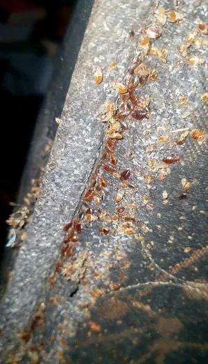 Fumigation Bedbugs Control