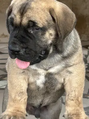 1-3 months Male Purebred Boerboel