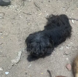 6-12 months Male Purebred Tibetan Terrier