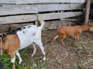 Goats for Sell