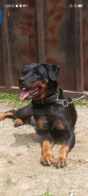 1+ year Female Purebred Rottweiler