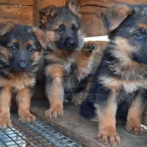 1-3 months Female Purebred German Shepherd